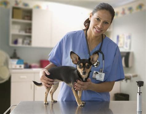 Emergency Vet in Atlanta, GA .